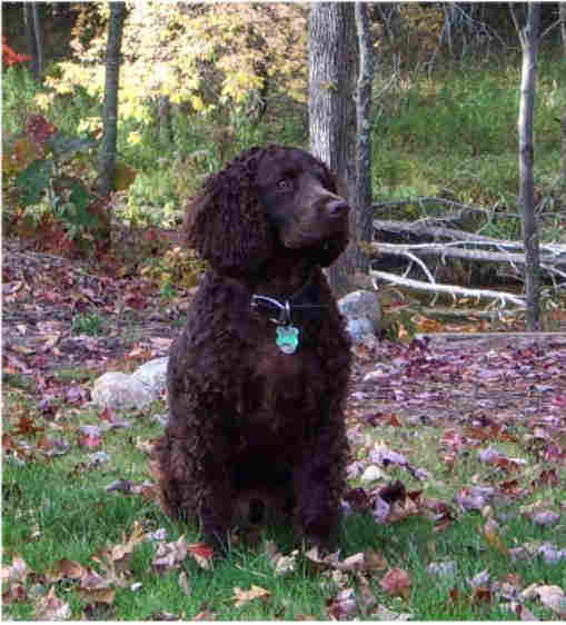 Amerykański spaniel dowodny — przedstawiciel rasy