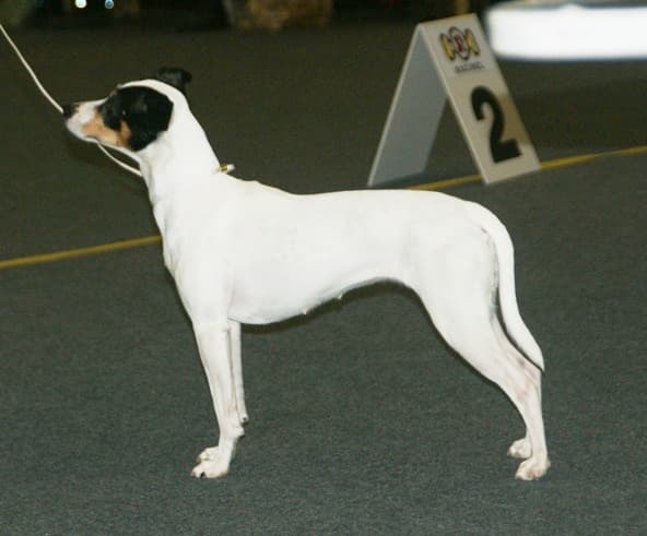 Ratonero Bodeguero Andaluz — przedstawiciel rasy