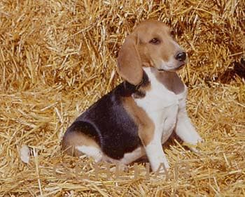 Chien d'Artois — szczenię