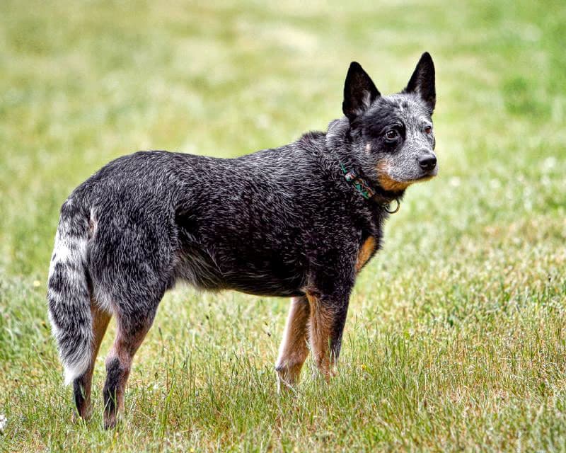Australian Cattle Dog — przedstawiciel rasy