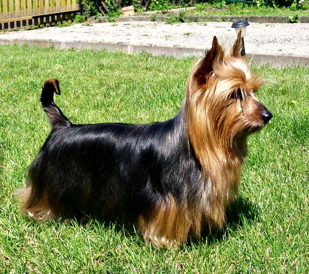 Australian Silky Terrier — przedstawiciel rasy