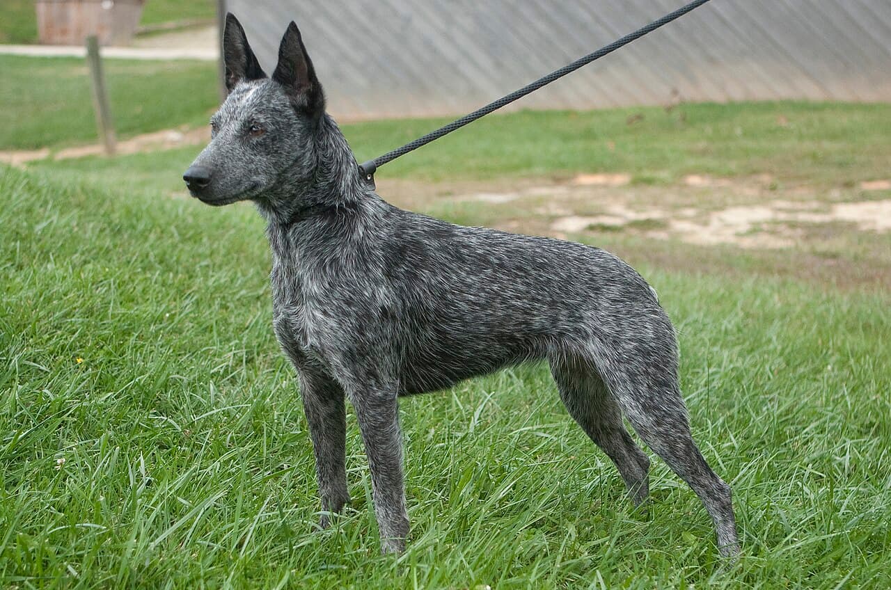 Australian Stumpy Tail Cattle Dog — przedstawiciel rasy
