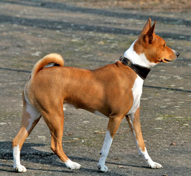 Basenji — przedstawiciel rasy