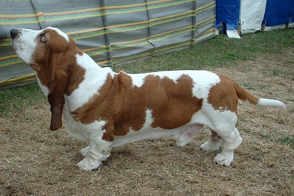 Basset Hound — przedstawiciel rasy