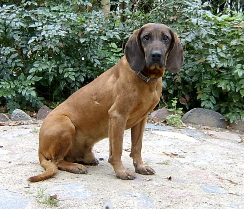 Posokowiec bawarski — przedstawiciel rasy