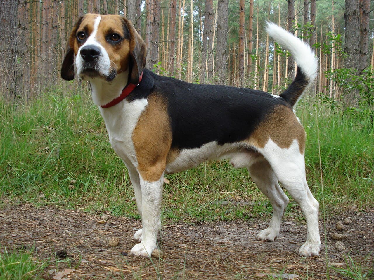 Beagle Harrier — przedstawiciel rasy