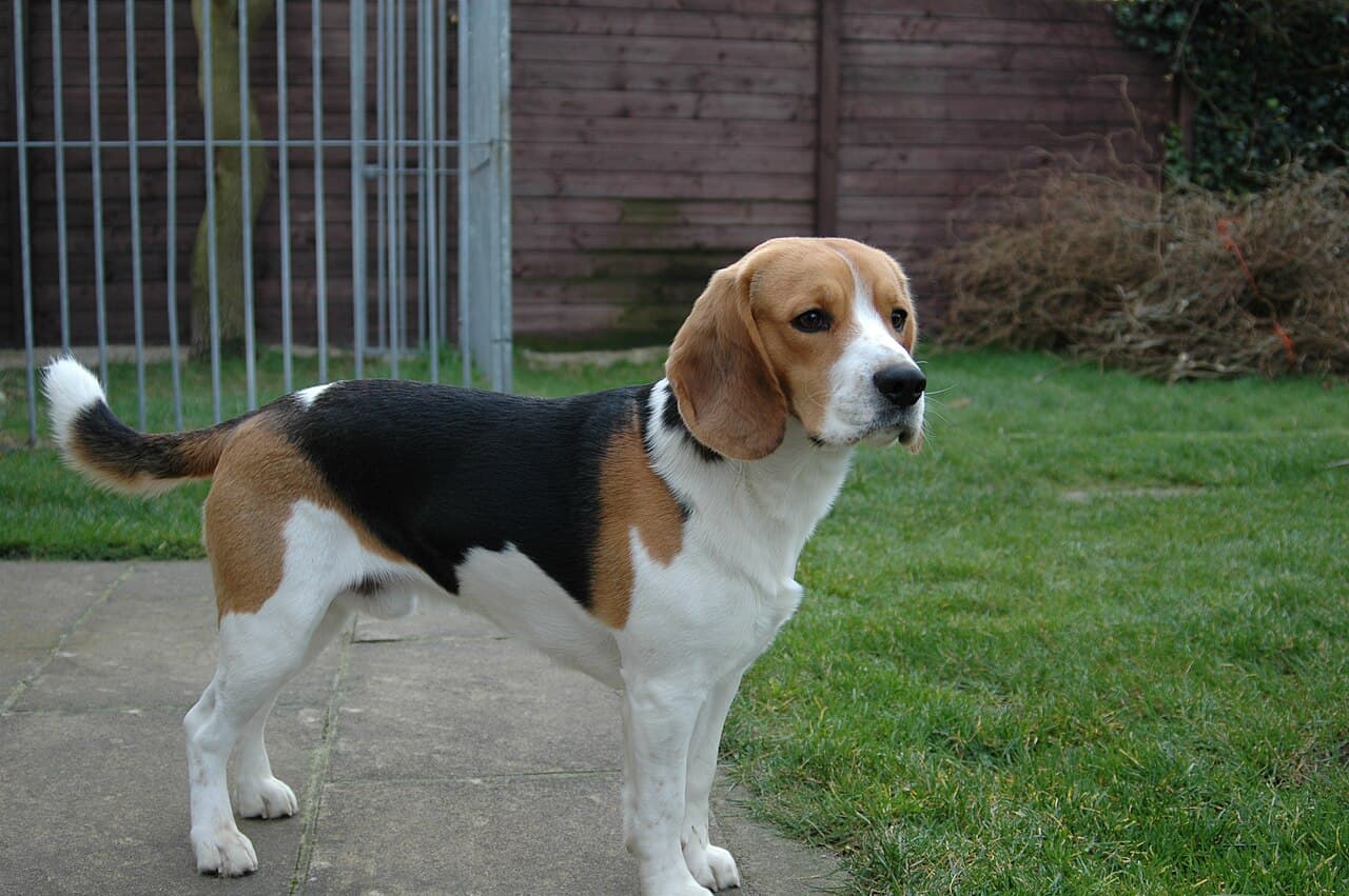 Beagle — przedstawiciel rasy