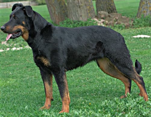 Owczarek francuski - Beauceron — przedstawiciel rasy