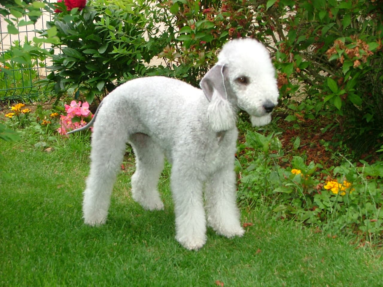 Bedlington Terrier — przedstawiciel rasy