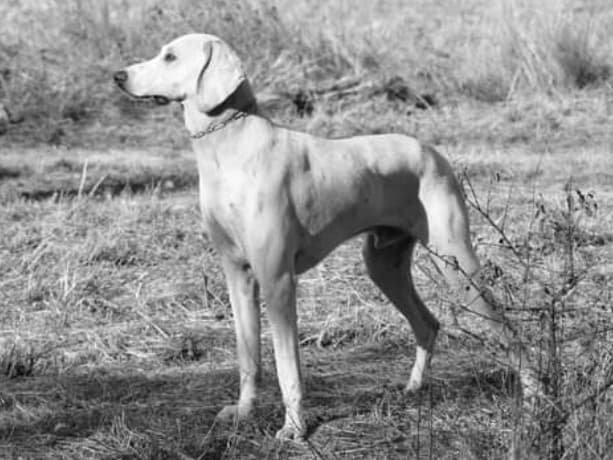 Billy — przedstawiciel rasy