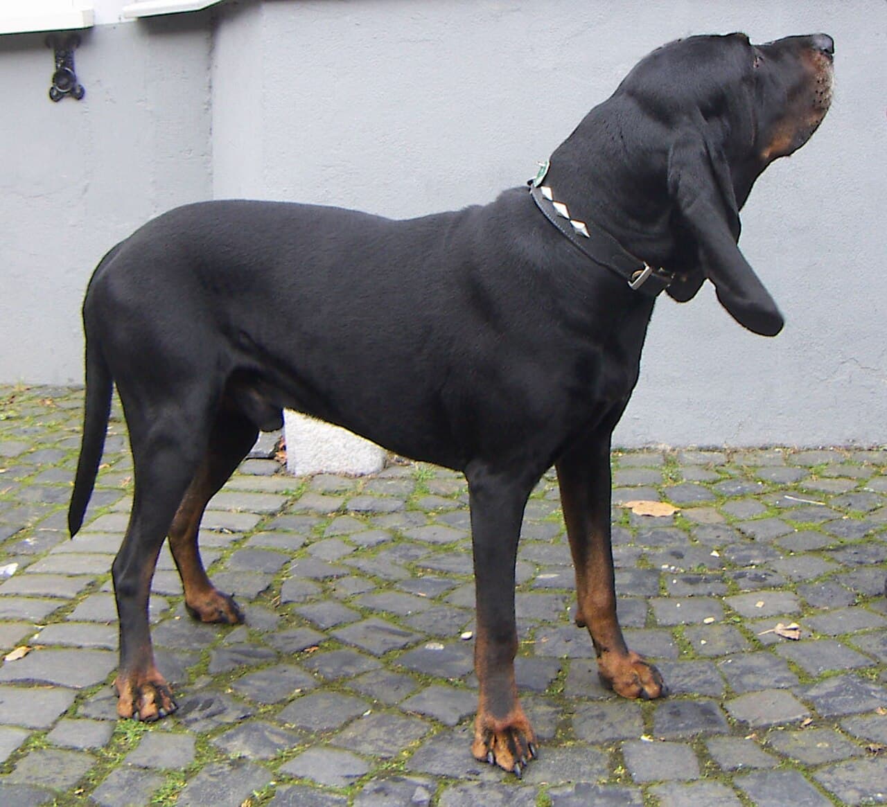 Black and Tan Coonhound — przedstawiciel rasy