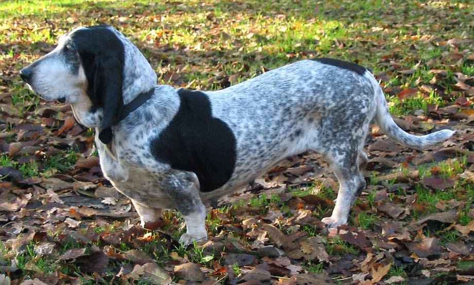 Basset gaskoński — przedstawiciel rasy