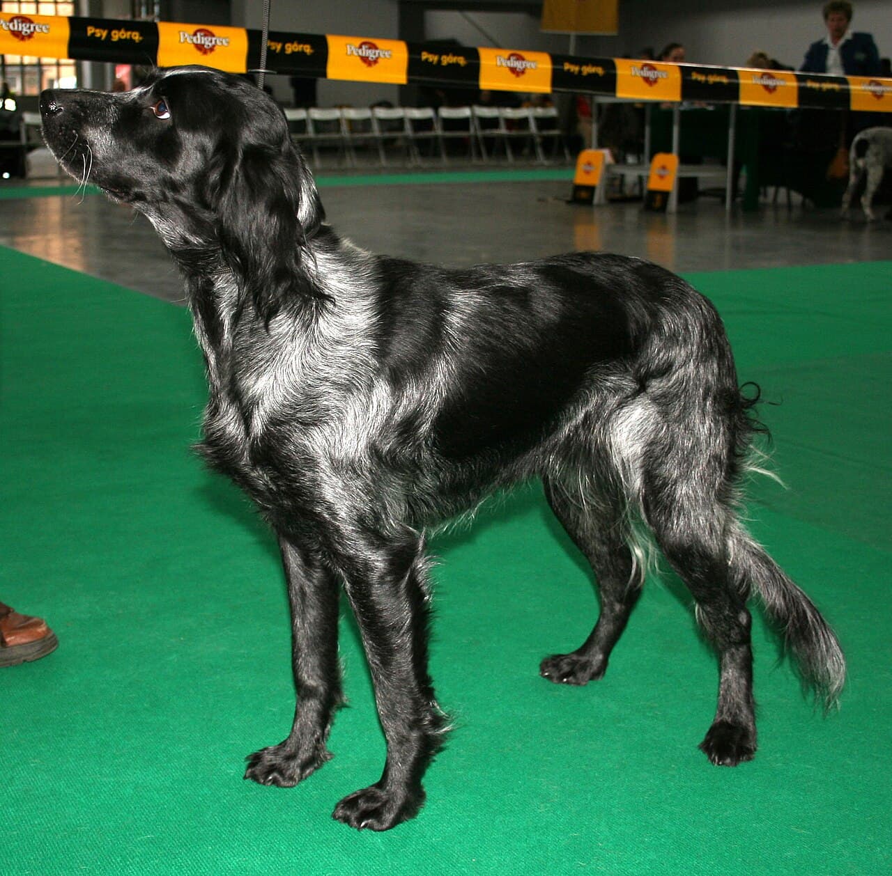 Epagneul bleu de Picardie — przedstawiciel rasy