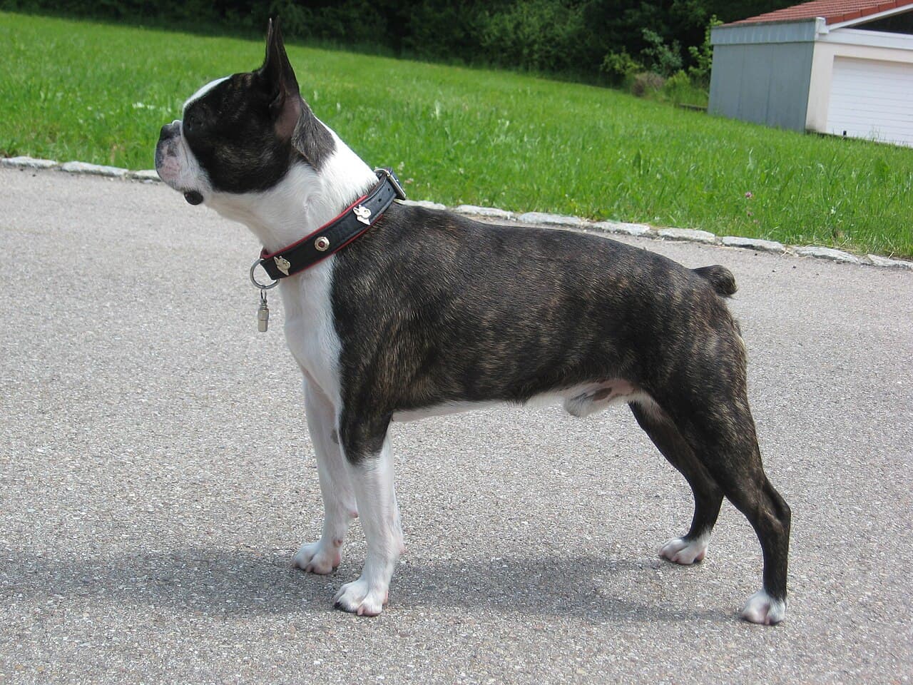 Boston Terrier — przedstawiciel rasy