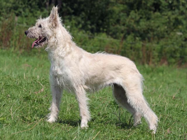 Bouvier des Ardennes — przedstawiciel rasy