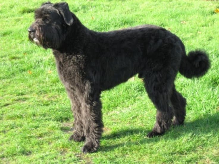 Bouvier des Flandres / Vlaamse Koehond — przedstawiciel rasy