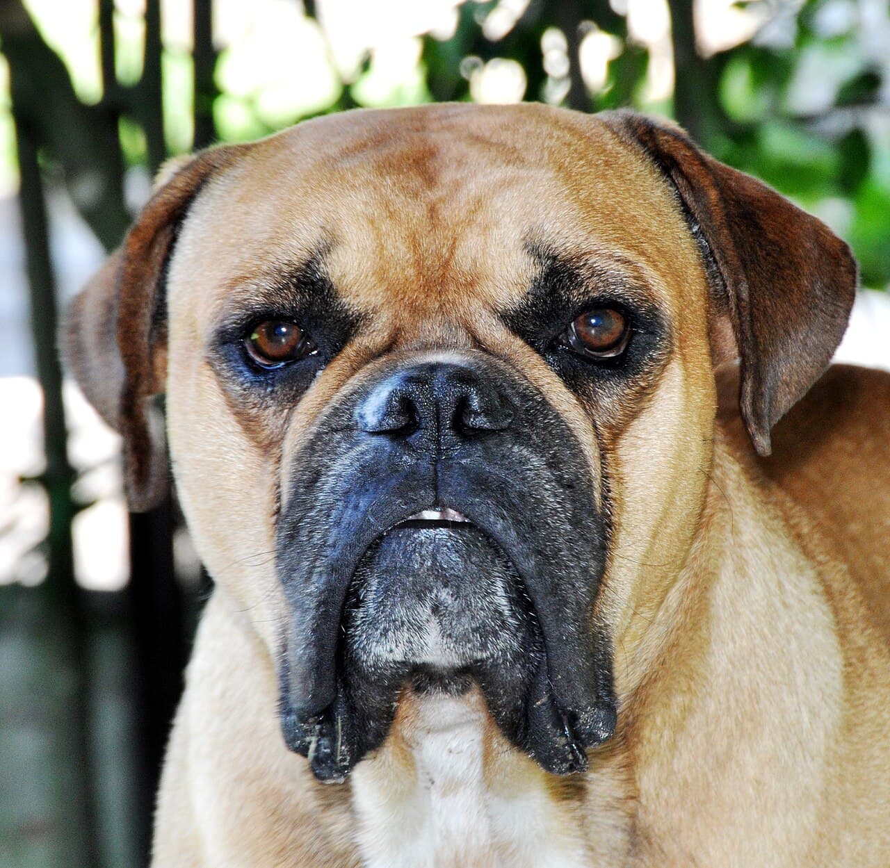 Buldogue Campeiro — przedstawiciel rasy