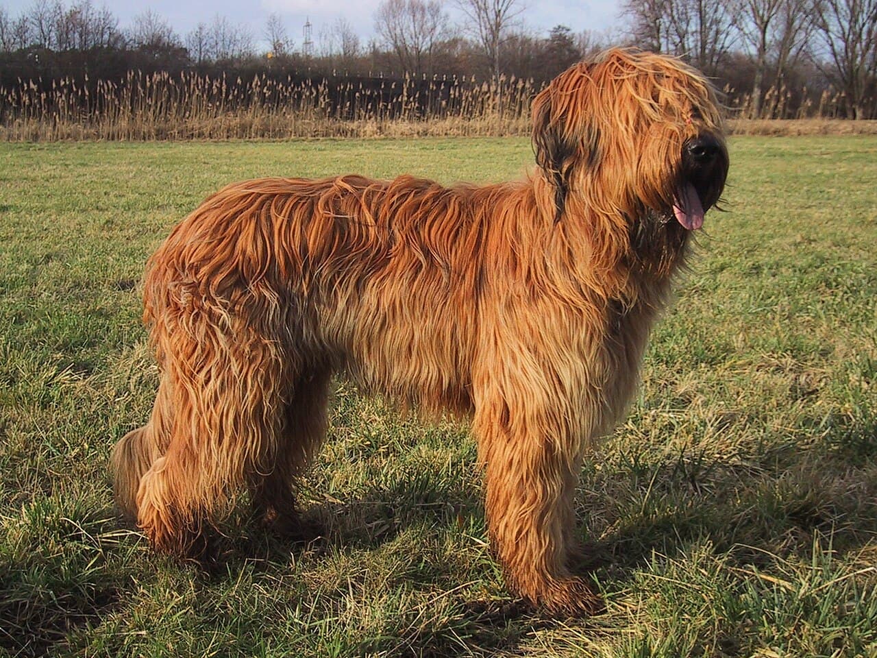 Owczarek francuski - Briard — przedstawiciel rasy