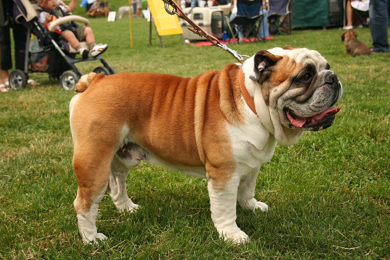 Buldog angielski — przedstawiciel rasy