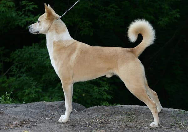 Canaan Dog — przedstawiciel rasy