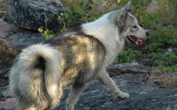 Canadian Eskimo Dog — przedstawiciel rasy