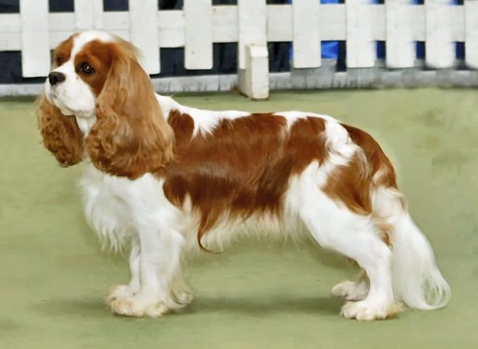 Cavalier King Charles Spaniel — przedstawiciel rasy