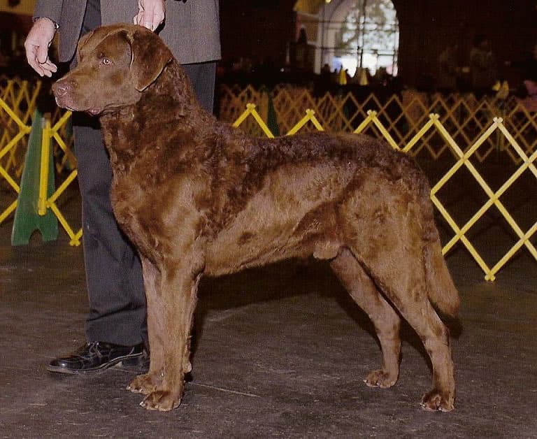 Chesapeake Bay Retriever — przedstawiciel rasy