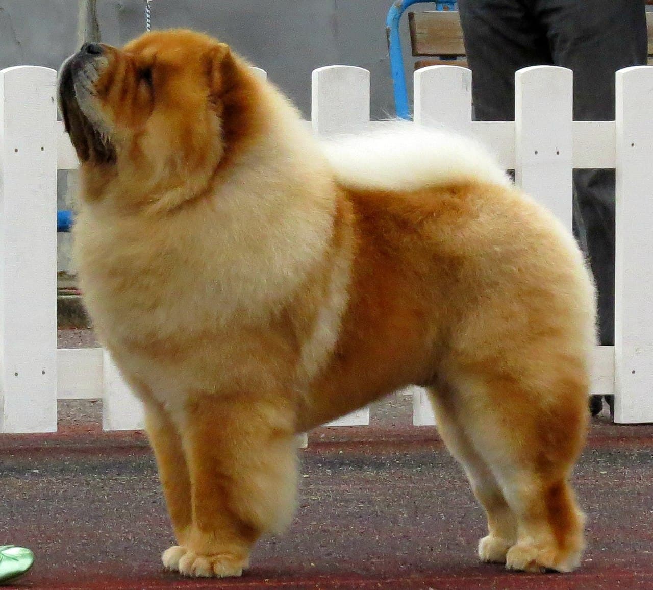 Chow Chow — przedstawiciel rasy