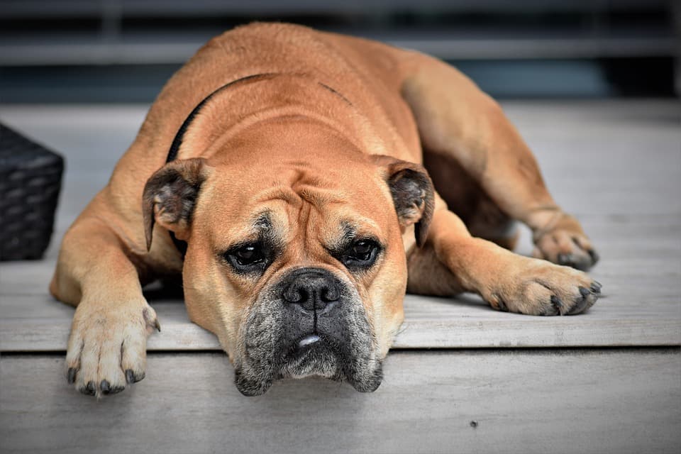 Buldog kontynentalny — przedstawiciel rasy