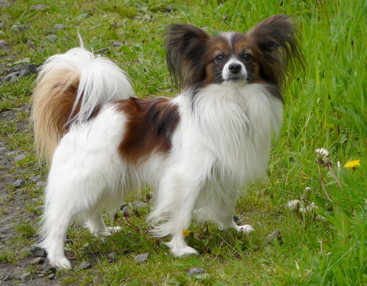 Spaniel kontynentalny miniaturowy — przedstawiciel rasy