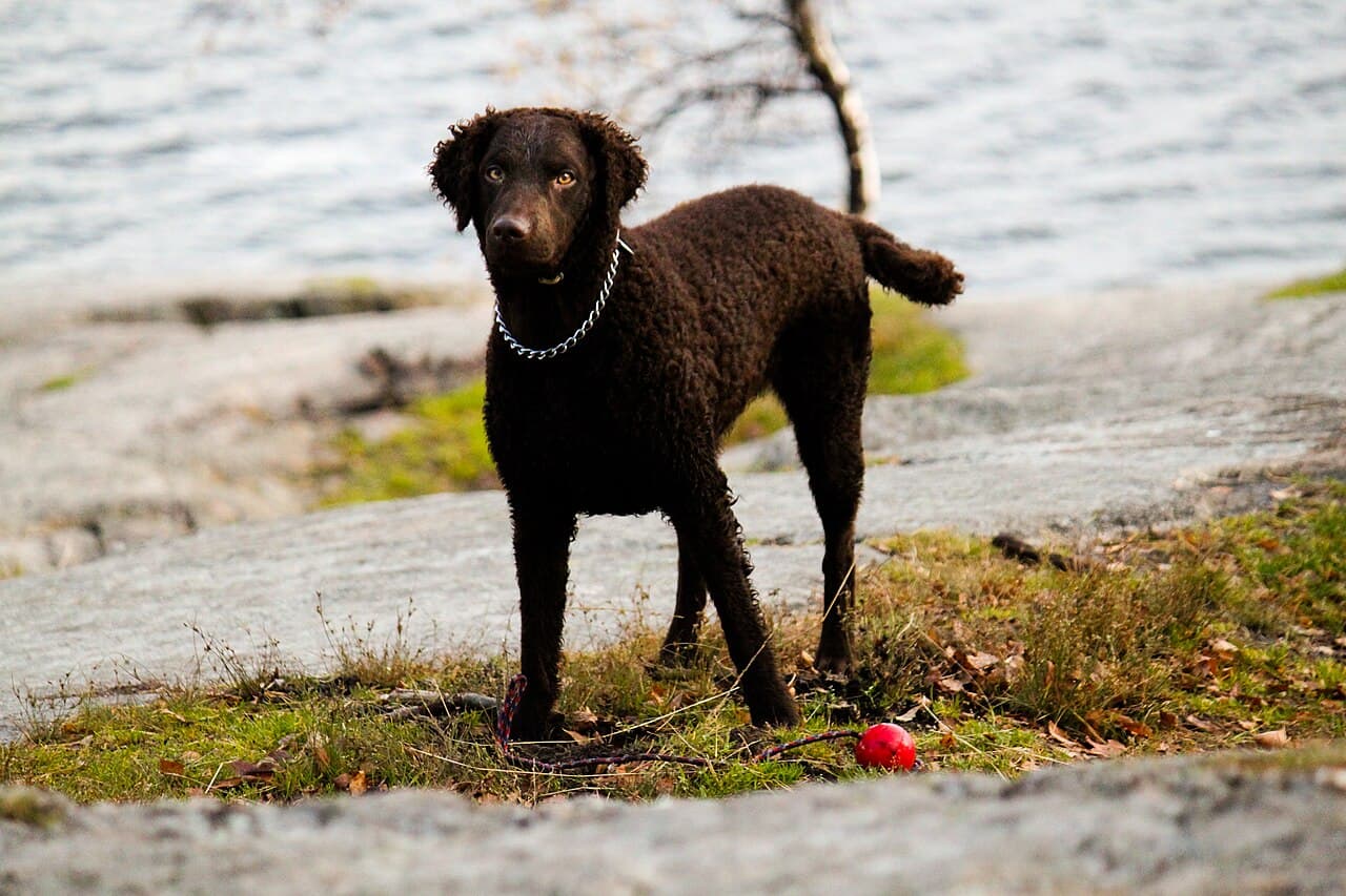Curly Coated Retriever — przedstawiciel rasy