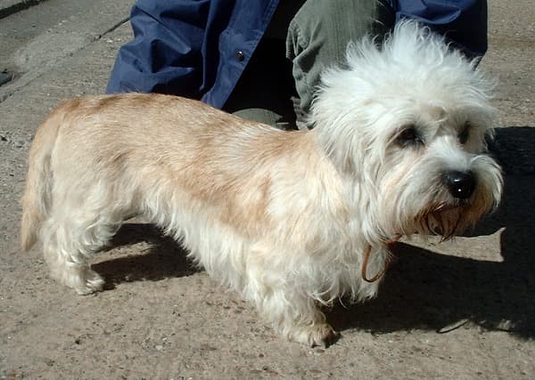 Dandie Dinmont Terrier — przedstawiciel rasy