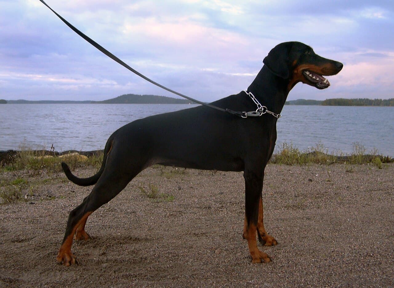 Doberman — przedstawiciel rasy