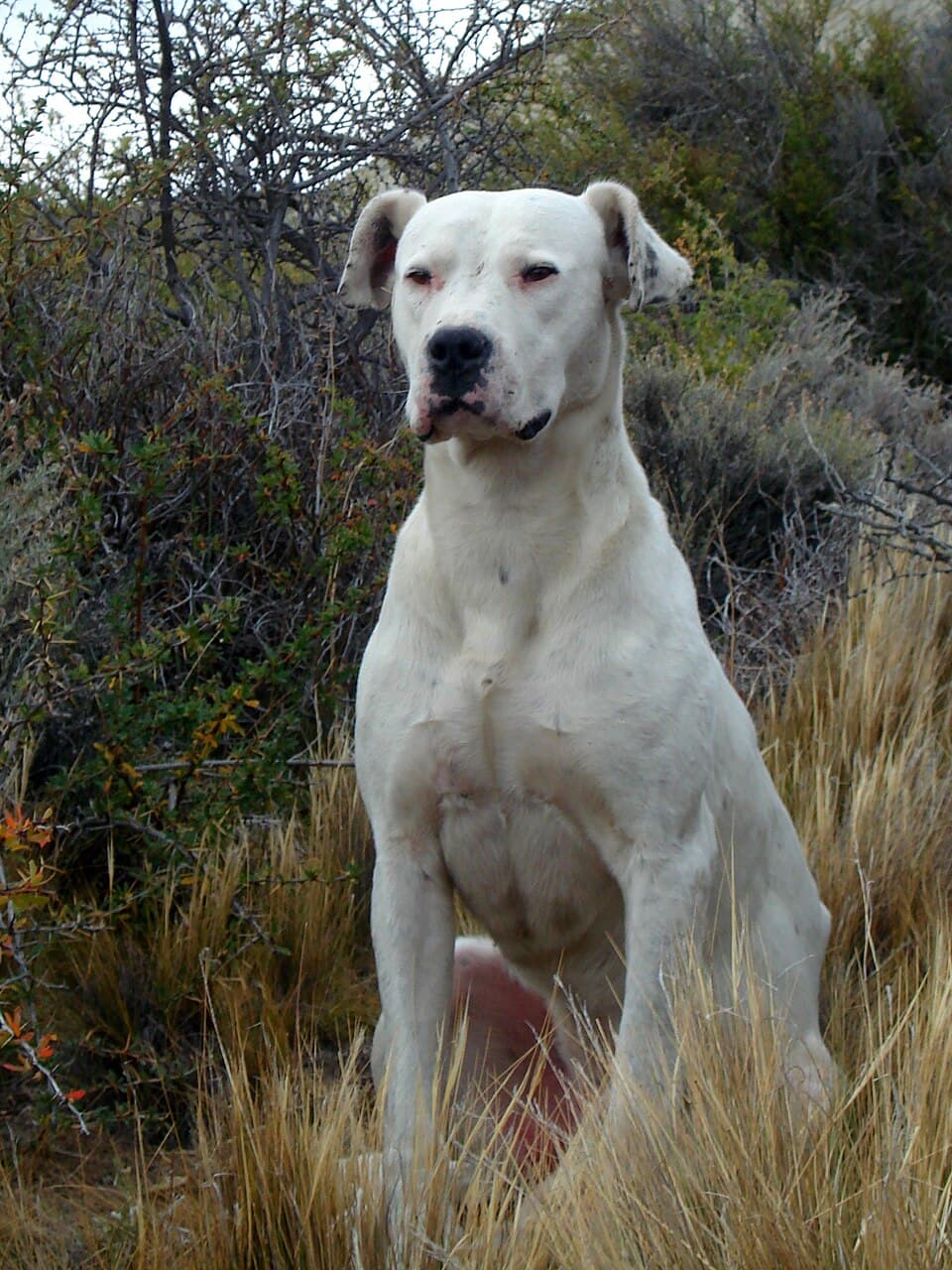 Dog argentyński — przedstawiciel rasy