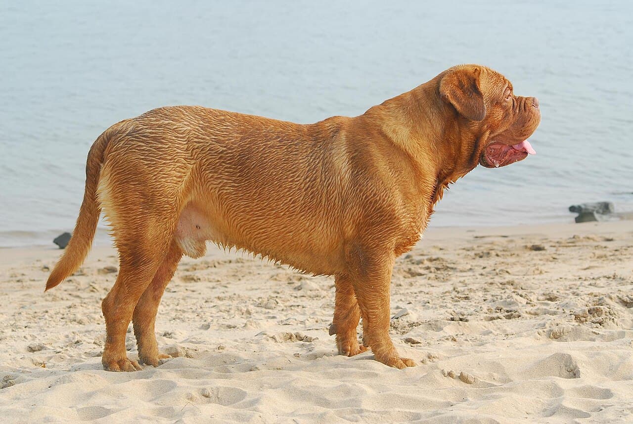 Dogue de Bordeaux — przedstawiciel rasy