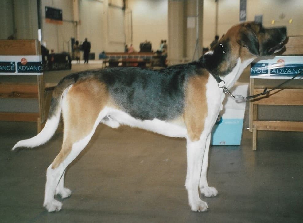 Foxhound angielski — przedstawiciel rasy