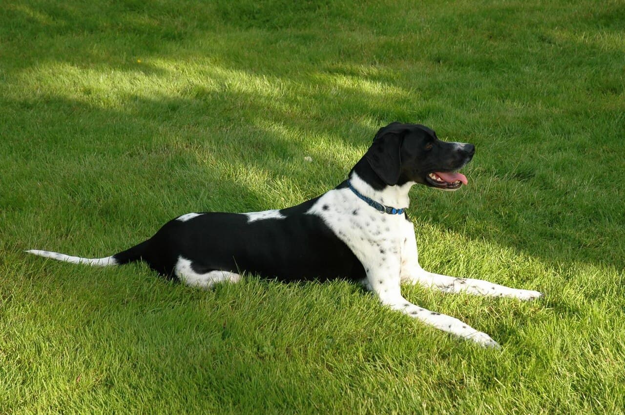 Pointer — przedstawiciel rasy
