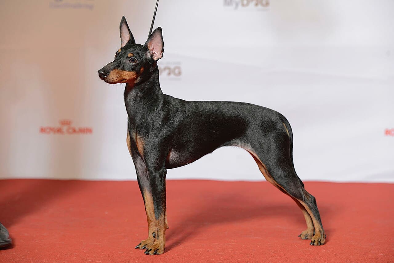 English Toy Terrier — przedstawiciel rasy