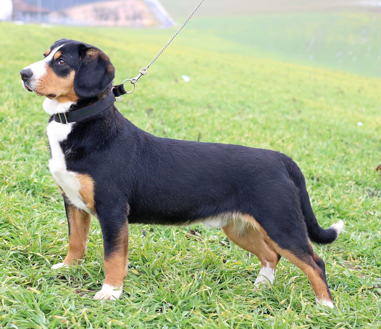 Entlebucher — przedstawiciel rasy