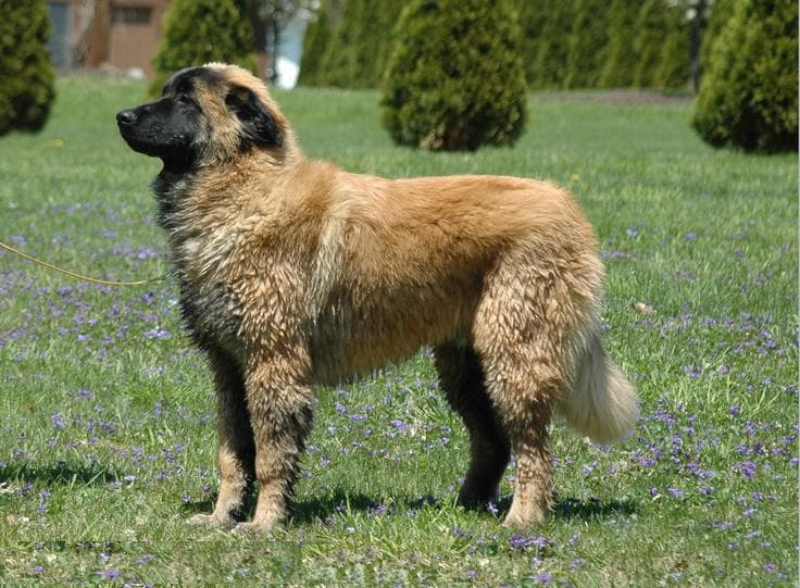 Cão da Serra da Estrela — przedstawiciel rasy