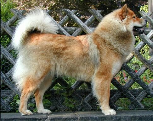 Eurasier — przedstawiciel rasy
