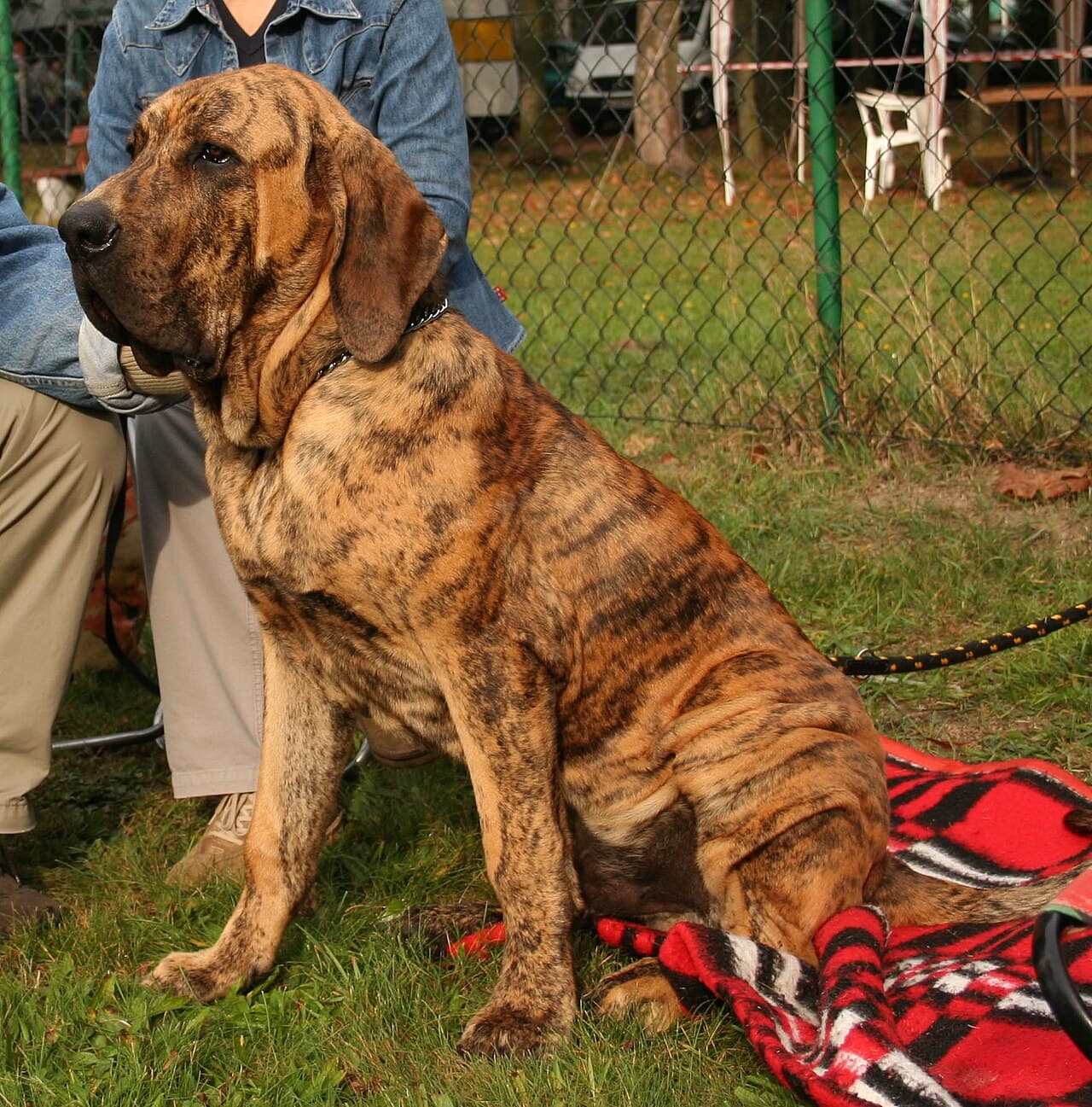 Fila Brasileiro — przedstawiciel rasy