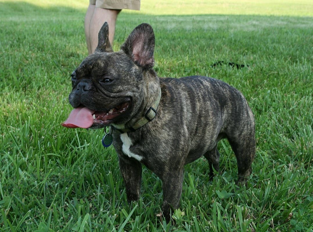 Buldog francuski — przedstawiciel rasy