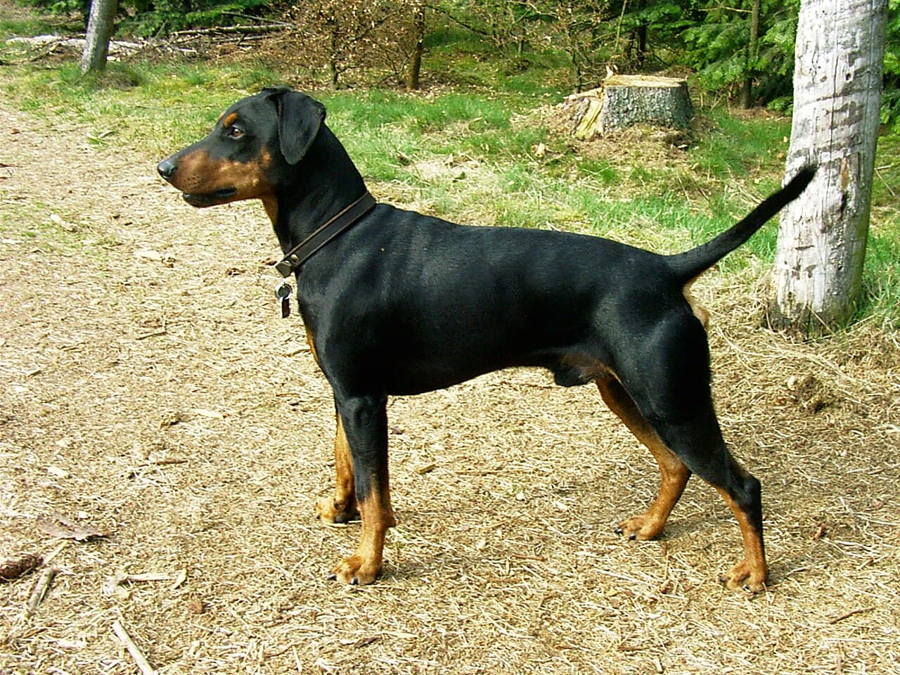 Pinczer średni — przedstawiciel rasy