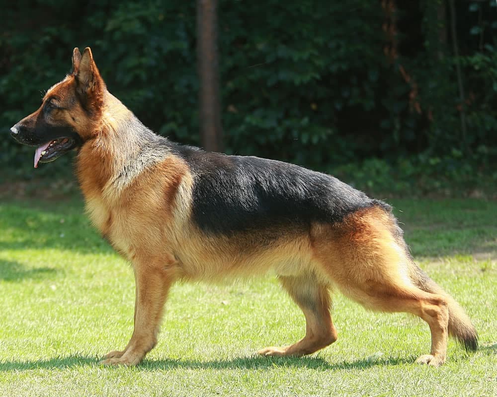Owczarek niemiecki — przedstawiciel rasy