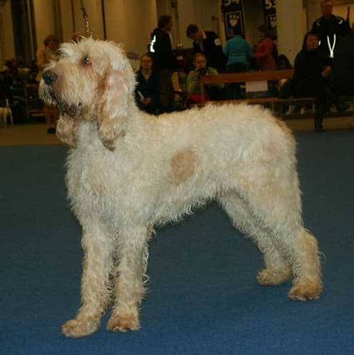 Grand griffon vendéen — przedstawiciel rasy