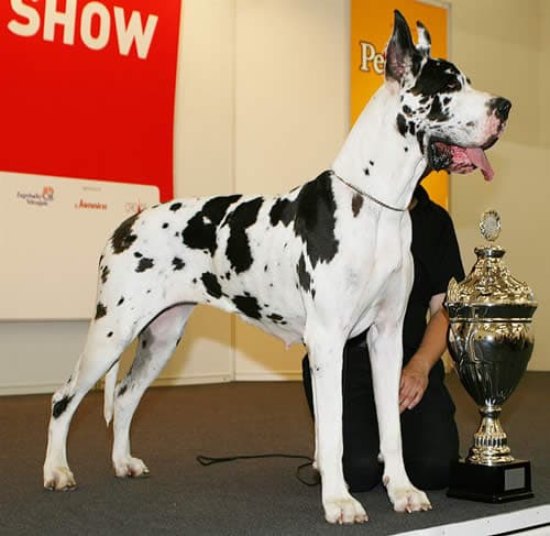 Dog niemiecki — przedstawiciel rasy