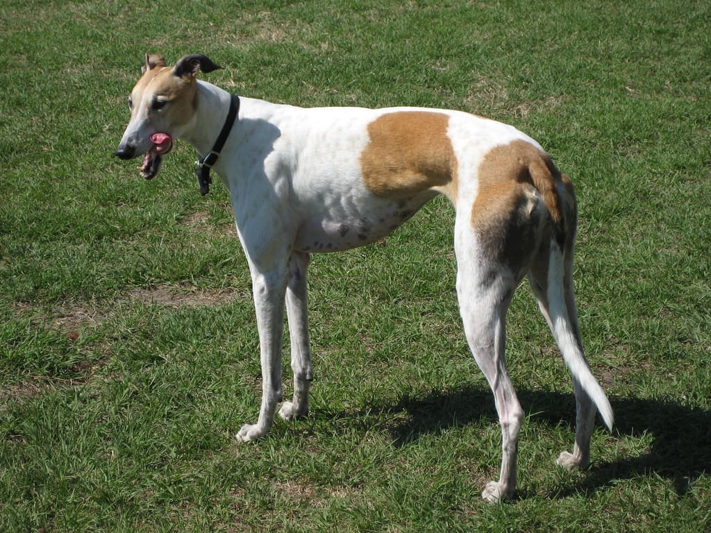 Greyhound — przedstawiciel rasy