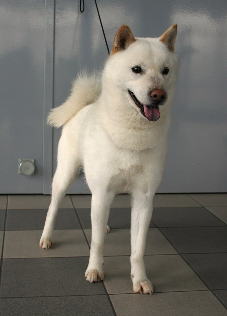 Hokkaido — przedstawiciel rasy