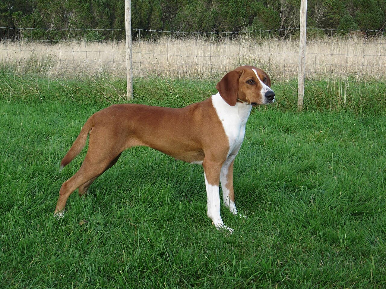 Hygenhund — przedstawiciel rasy